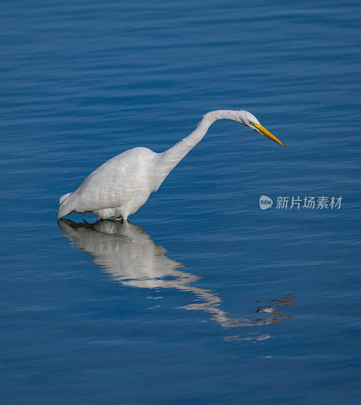 大白鹭(Ardea alba)，也被称为普通白鹭，大白鹭，或(在旧大陆)大白白鹭或大白鹭是一种大型，广泛分布的白鹭。在加州索诺玛县的博德加湾捕鱼。Pelecaniformes